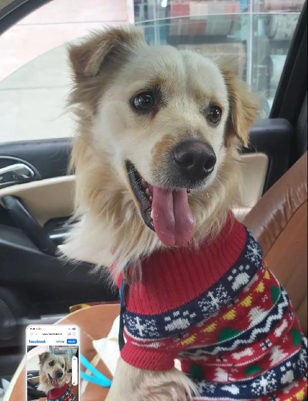 2anni kg12 meraviglioso sbattuto fuori casa! CALABRIA Foto 5